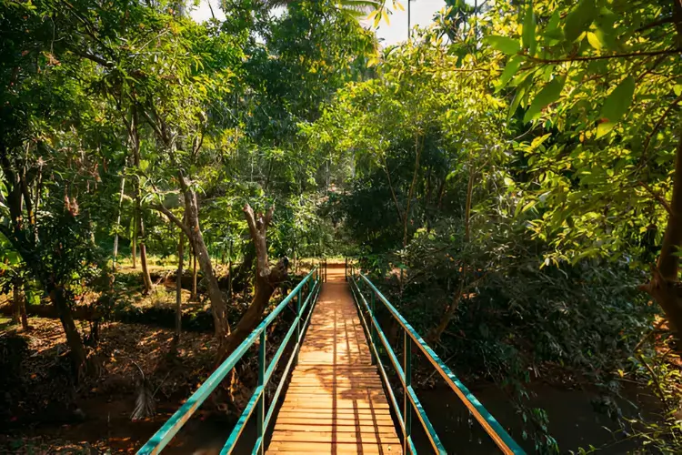 Mangrove Boardwalk