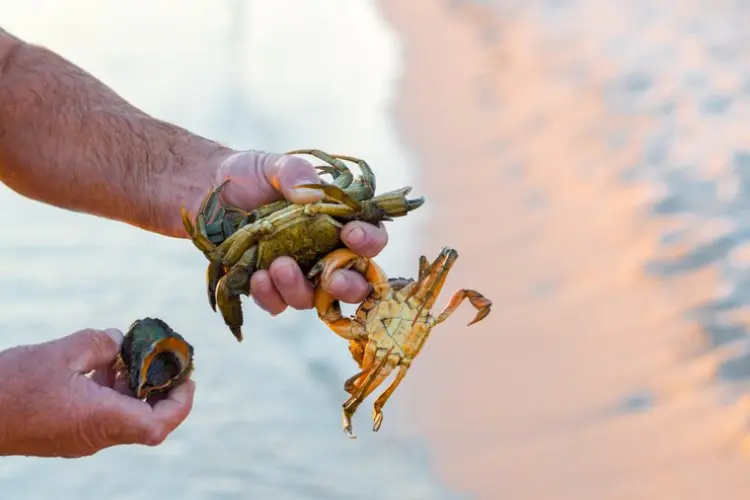 Catch Goan Crabs