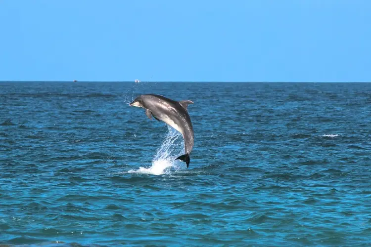 Watch Dolphins at Vagator Beach